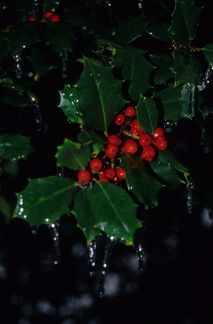 Ilex - Ilex opaca from Hand Cart Garden Center