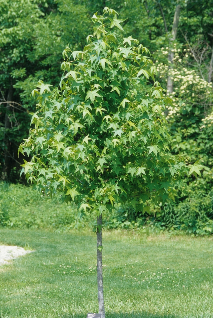 Sweet Gum - Liquidambar styraciflua from Hand Cart Garden Center