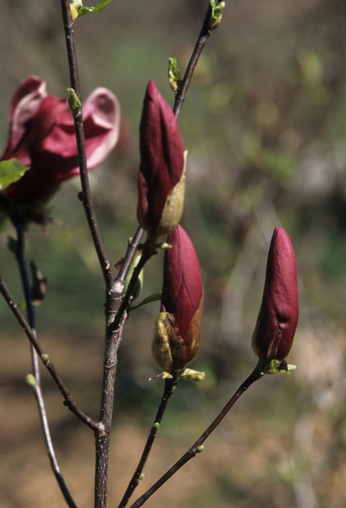 Japanese Magnolia - Magnolia liliiflora from Hand Cart Garden Center