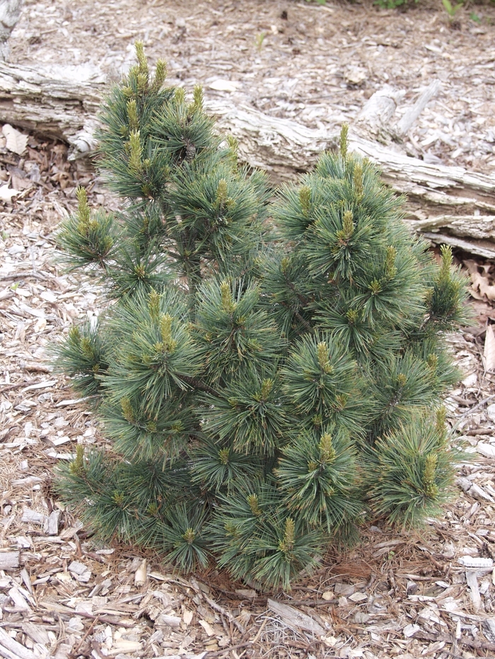 Densa Pine - Pinus from Hand Cart Garden Center