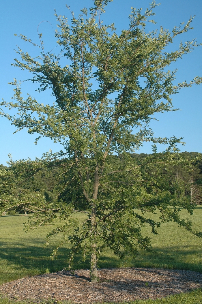 Winged Elm - Ulmus alata from Hand Cart Garden Center