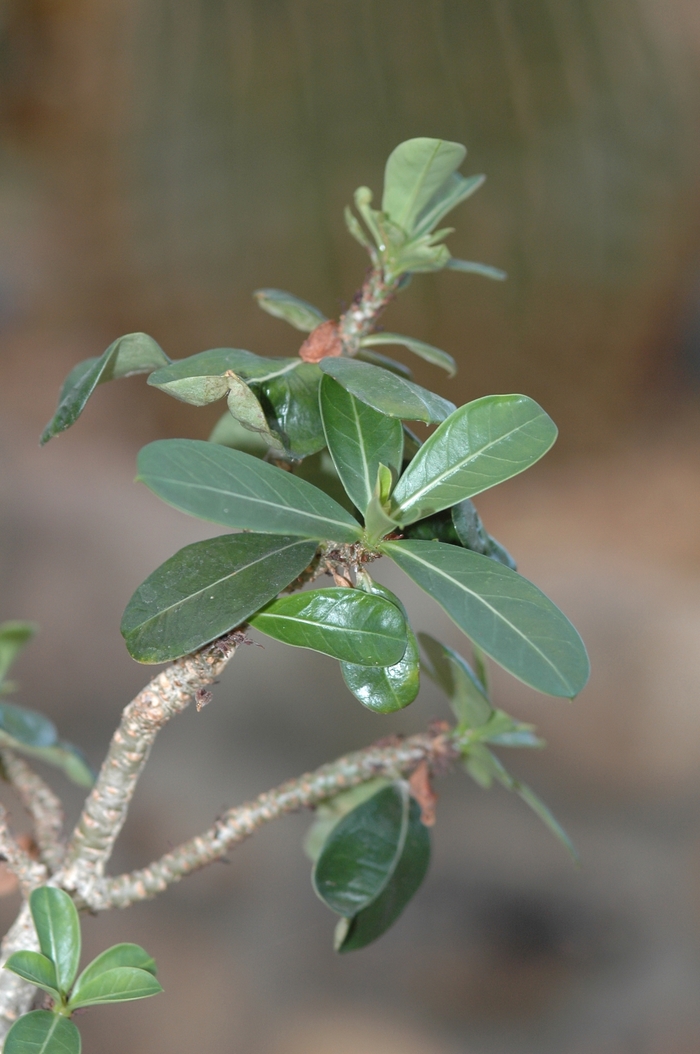 Desert Rose - Adenium obesum from Hand Cart Garden Center