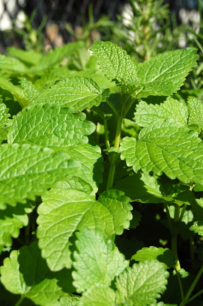 Lemon balm - Melissa officinalis from Hand Cart Garden Center