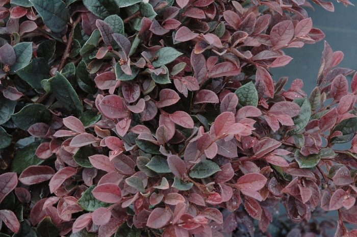 Loropetalum Plum - Loropetalum chinese from Hand Cart Garden Center