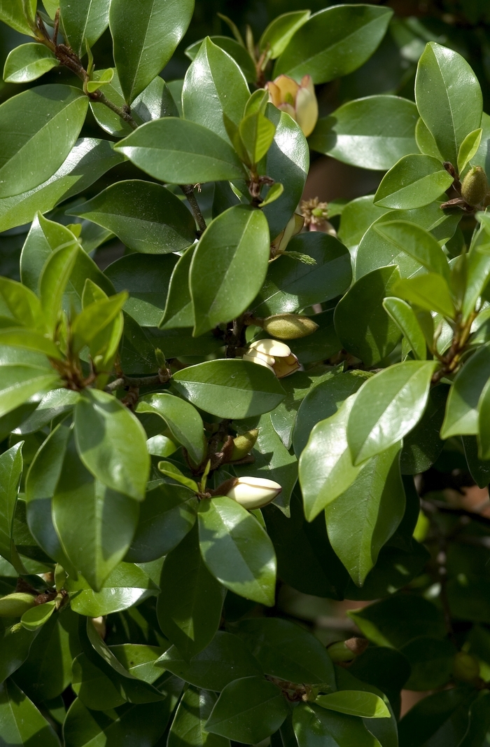 Banana Shrub - Magnolia figo from Hand Cart Garden Center