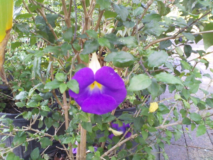 King's Mantle - Thunbergia erecta from Hand Cart Garden Center