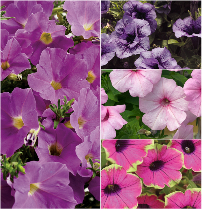 Supertunia® 'Multiple Varieties' - Petunia from Hand Cart Garden Center