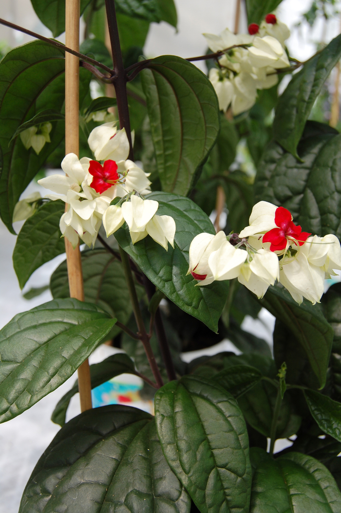 Bleeding Heart Vine - Clerodendrum thomsoniae from Hand Cart Garden Center