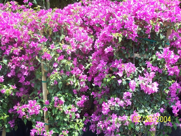 Bougainvillea - Nyctaginaceae from Hand Cart Garden Center