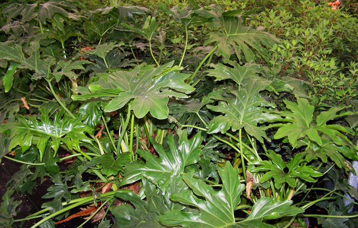 Philodendron - Philodendron selloum from Hand Cart Garden Center