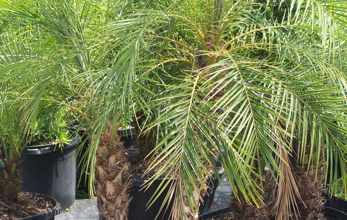 Roebelenii Palm - Roebelenii from Hand Cart Garden Center