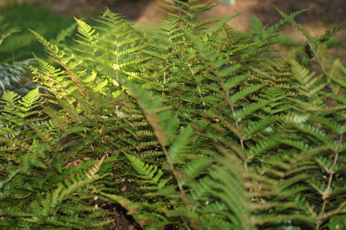 Autumn Fern - Dryopteris erythrosora from Hand Cart Garden Center