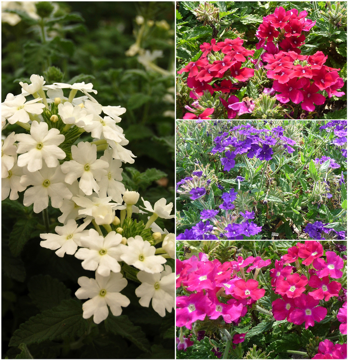 Assorted Verbena - Verbena from Hand Cart Garden Center