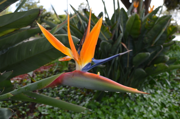 Bird of Paradise - Strelitzia reginae from Hand Cart Garden Center