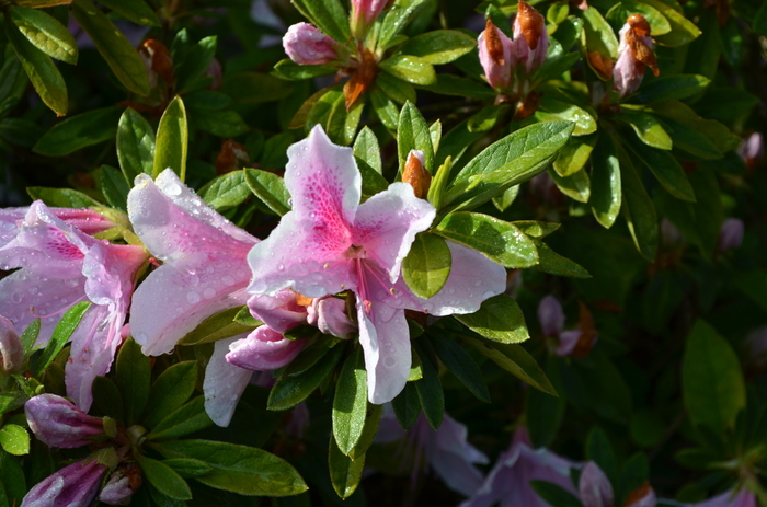 'George Taber' Azalea - Rhododendron Indica x from Hand Cart Garden Center