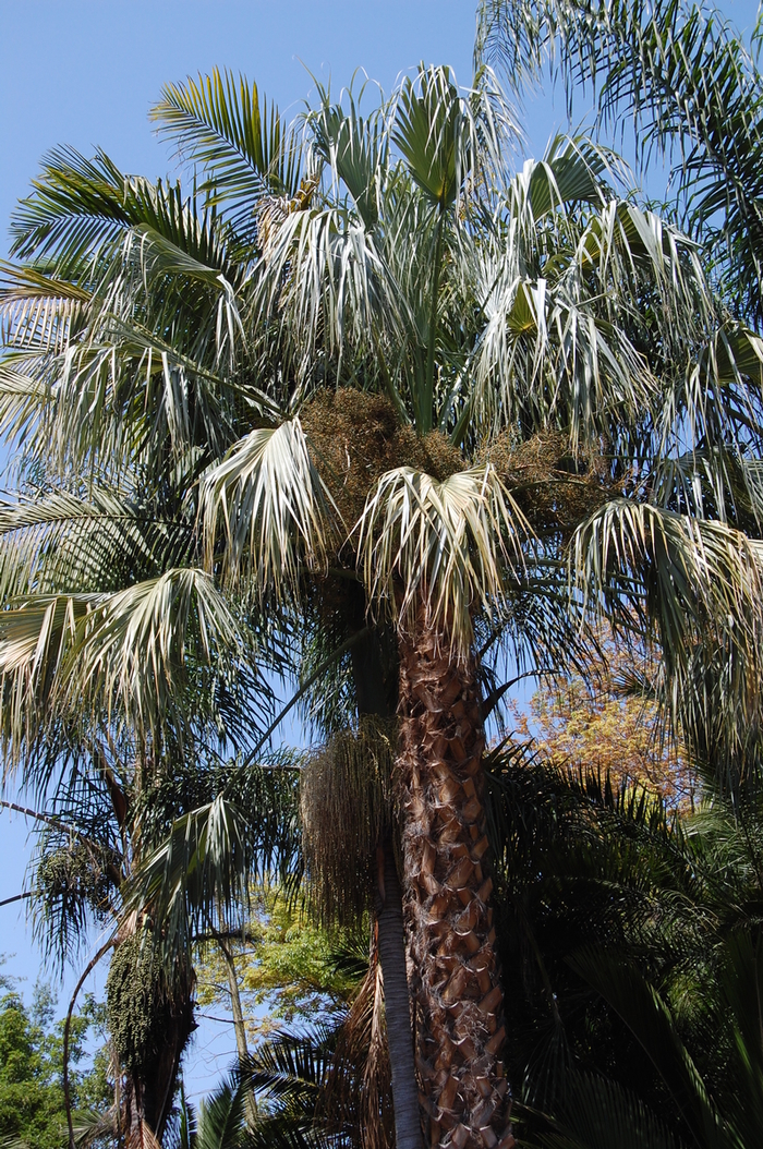 Sabal Palm - Sabal uresana from Hand Cart Garden Center