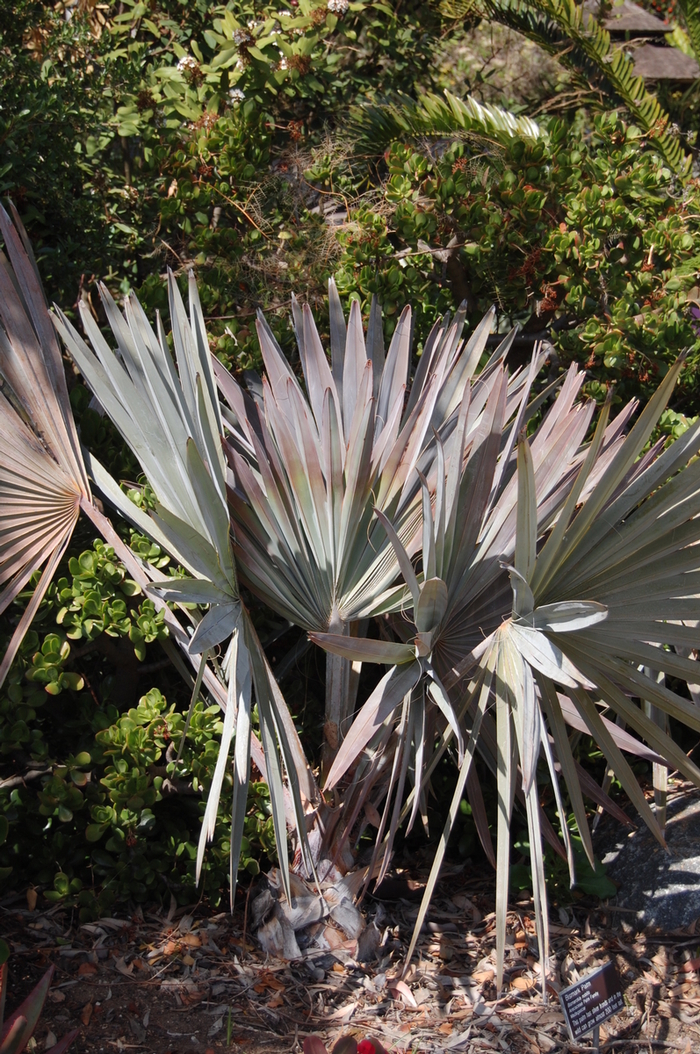 Bismarck Palm - Bismarckia nobilis from Hand Cart Garden Center