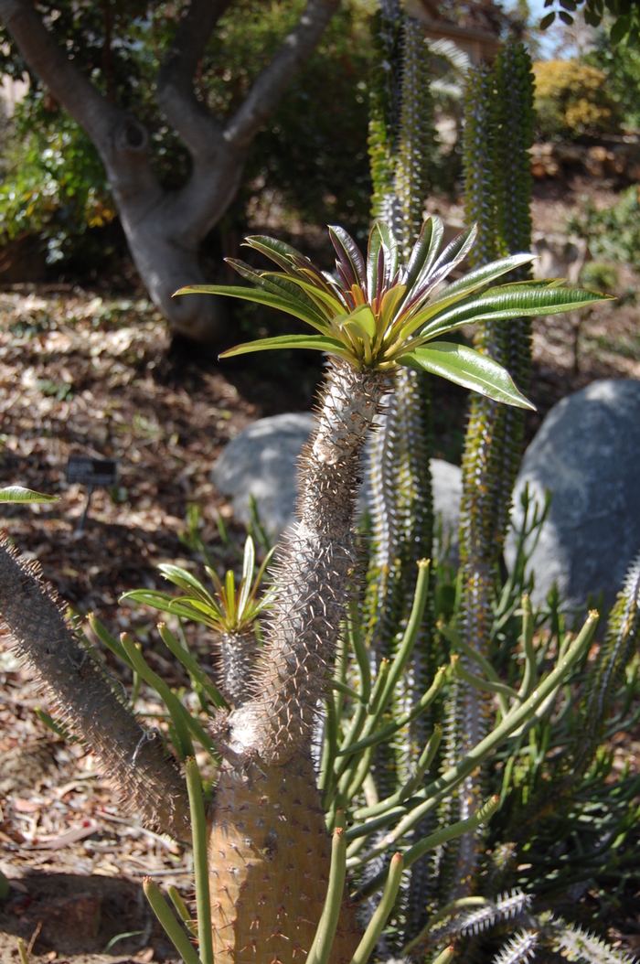 Madagascar Palm - Pachypodium lamerei from Hand Cart Garden Center