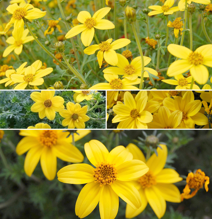 'Multiple Varieties' Bidens - Bidens from Hand Cart Garden Center