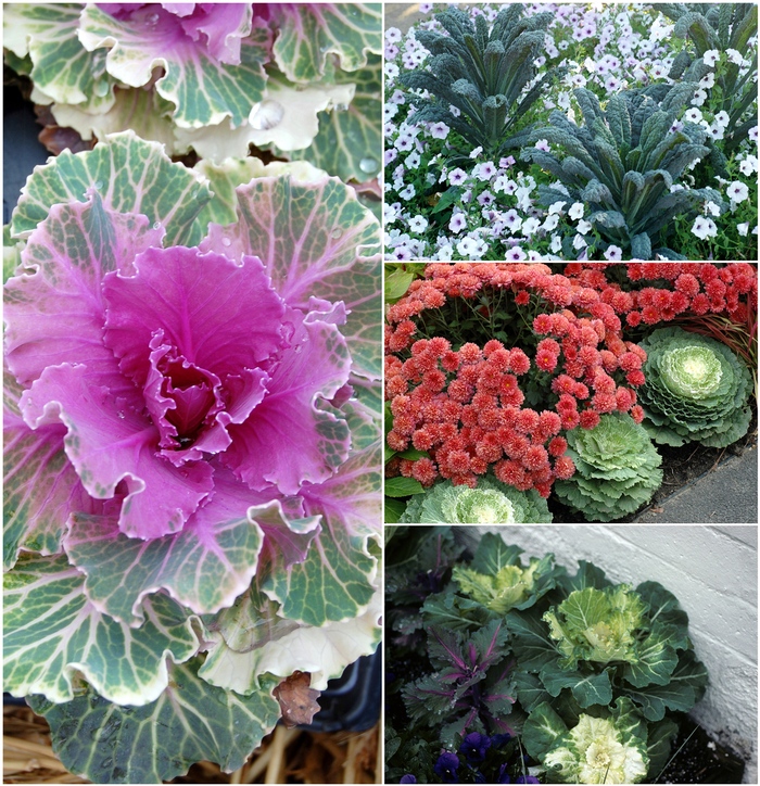 Assorted Flowering Kale & Cabbage - Brassica from Hand Cart Garden Center