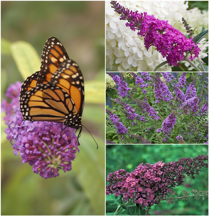 Assorted Butterfly Bush - Buddleia from Hand Cart Garden Center