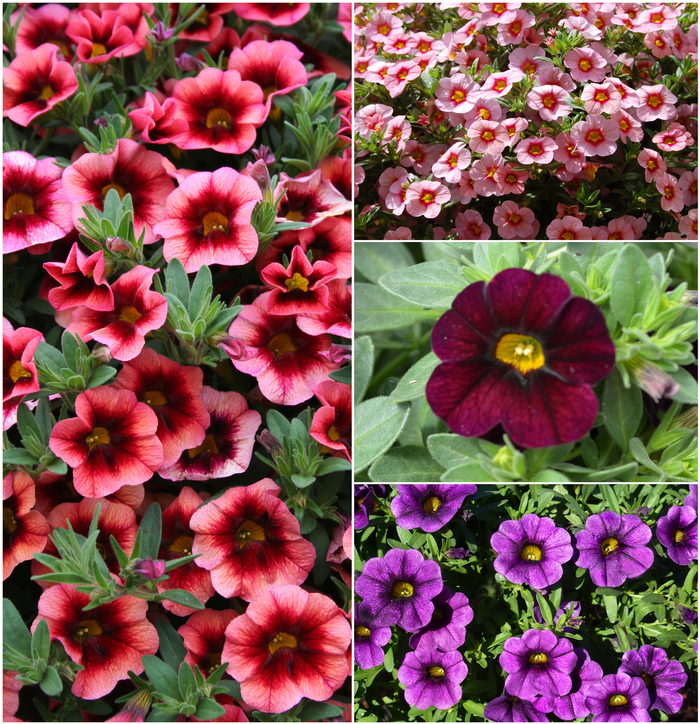 'Multiple Varieties' - Calibrachoa from Hand Cart Garden Center