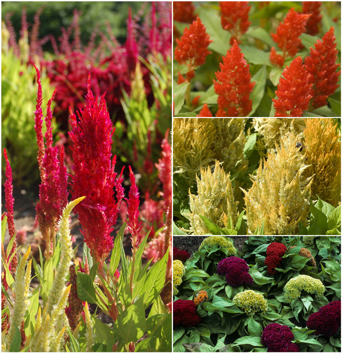 'Multiple Varieties' Celosia - Celosia from Hand Cart Garden Center