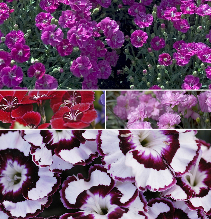 'Multiple Varieties' - Dianthus from Hand Cart Garden Center