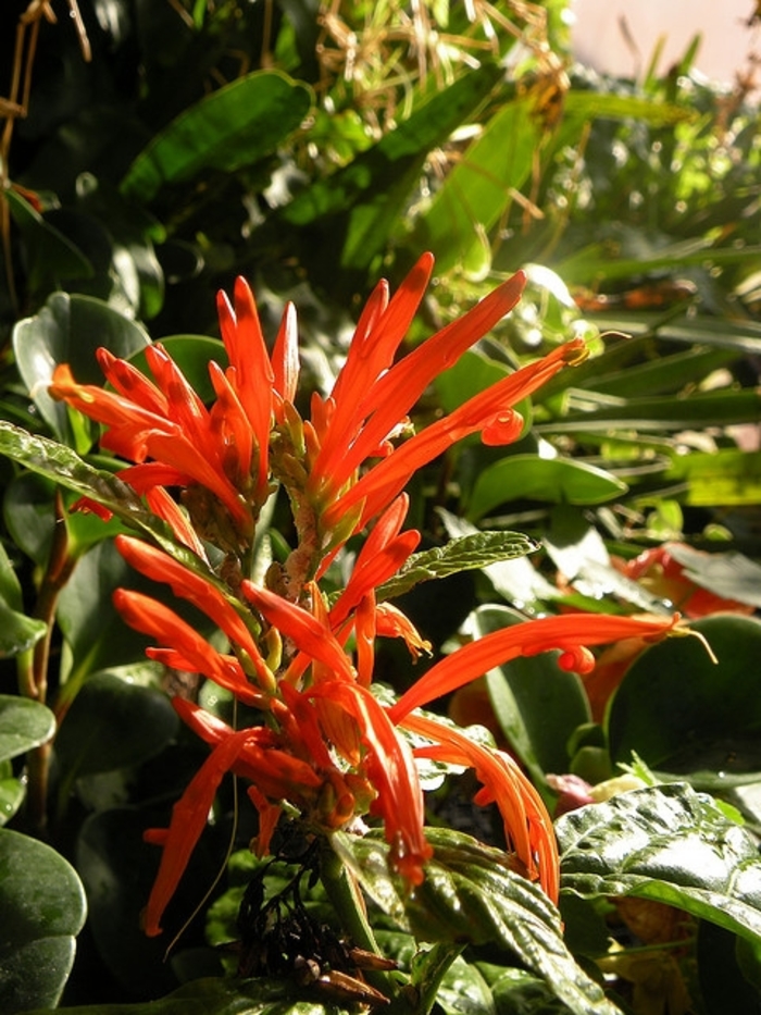 Mexican Honeysuckle - Justicia spicigera from Hand Cart Garden Center