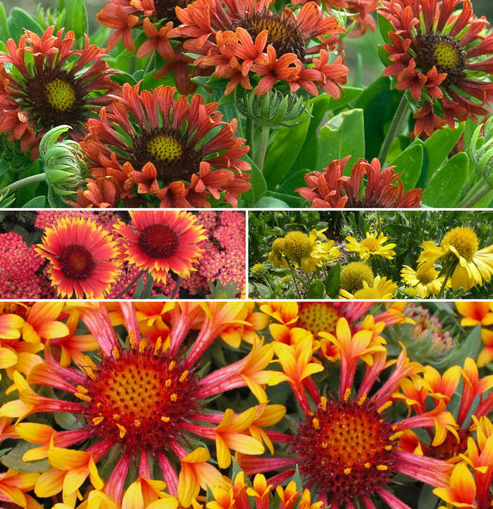 'Multiple Varieties' Blanket Flower - Gaillardia from Hand Cart Garden Center