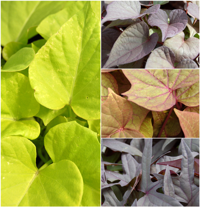 'Multiple Varieties' Sweet Potato Vine - Ipomoea batatas from Hand Cart Garden Center