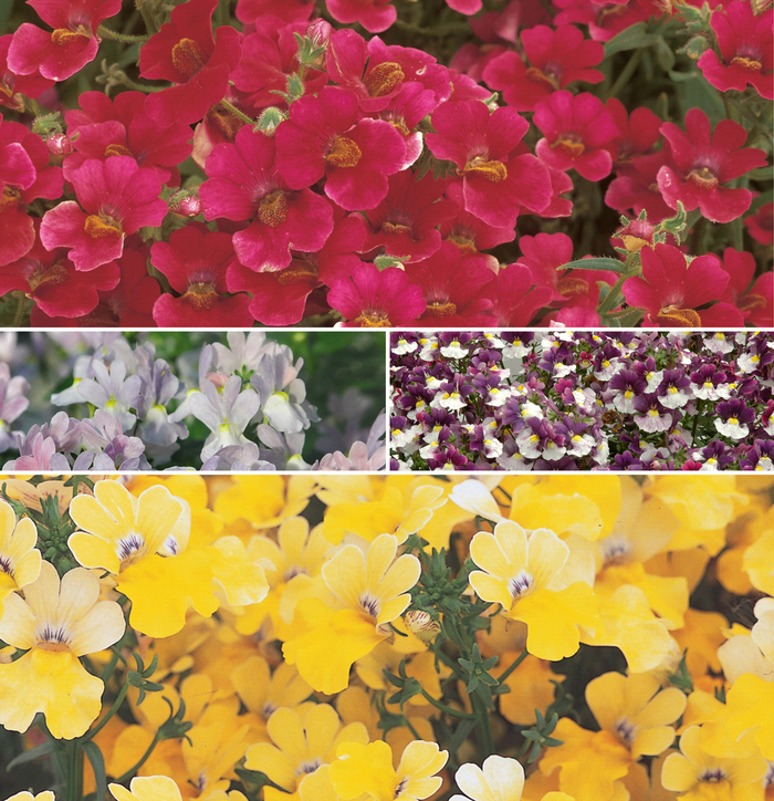 Multiple Varieties - Nemesia from Hand Cart Garden Center