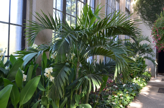 Christmas Palm - Adonidia merrillii from Hand Cart Garden Center