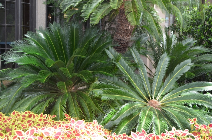 Sago Palm - Cycas revoluta from Hand Cart Garden Center