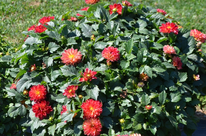 'Hypnotica® Tequila Sunrise' - Dahlia from Hand Cart Garden Center