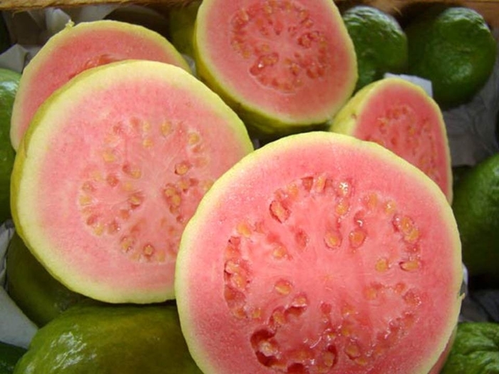 Guava - Psidium guajava from Hand Cart Garden Center