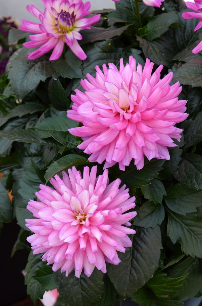 'XXL Veracruz' - Dahlia from Hand Cart Garden Center