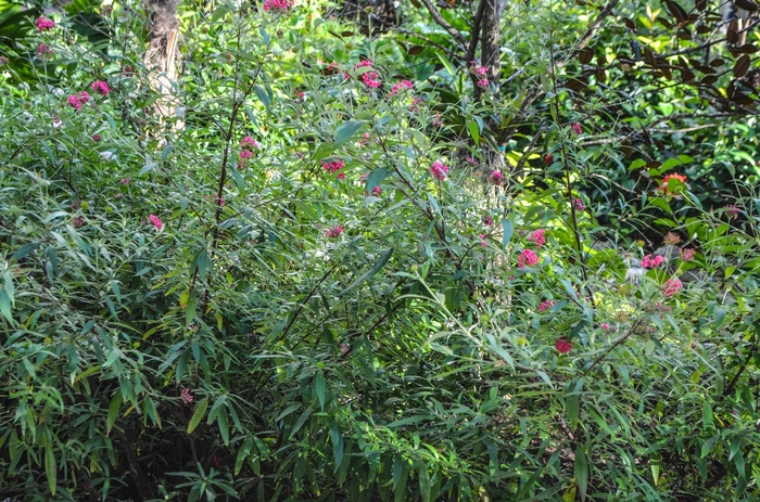 Panama Rose - Rondeletia leucophylla from Hand Cart Garden Center