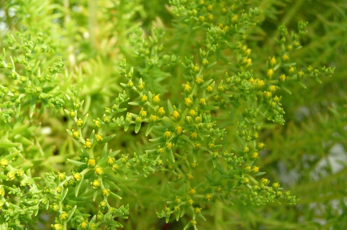 Lemon Sedum - Sedum mexicanum from Hand Cart Garden Center