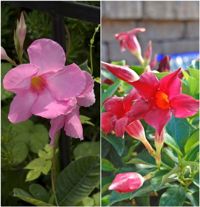 Mandevilla - Mandevilla sanderi from Hand Cart Garden Center