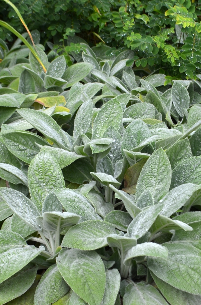 'Helene von Stein' Lamb's Ears - Stachys byzantina from Hand Cart Garden Center