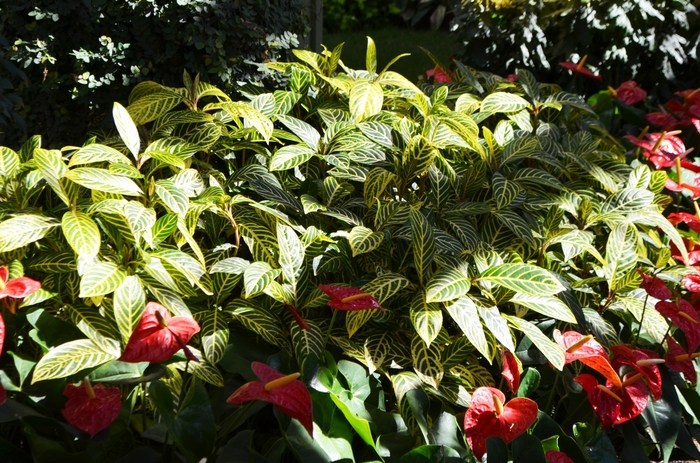 Sanchezia - Sanchezia speciosa from Hand Cart Garden Center