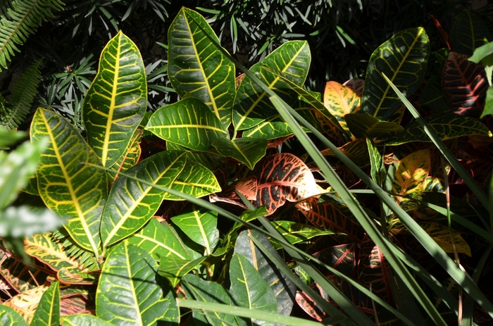 'Petra' Croton - Codiaeum variegatum from Hand Cart Garden Center