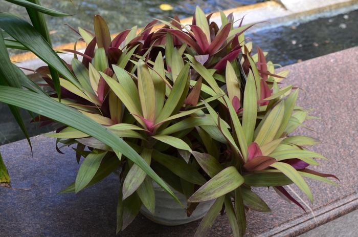 Oyster Plant - Tradescantia spathacea from Hand Cart Garden Center