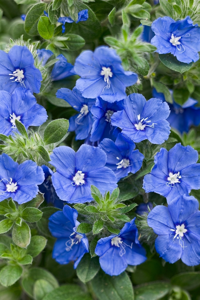 'Blue My Mind® XL' Dwarf Morning Glory - Evolvulus from Hand Cart Garden Center