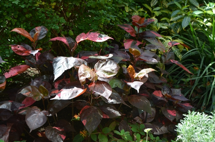 Copper Plant - Acalypha wilkesiana from Hand Cart Garden Center