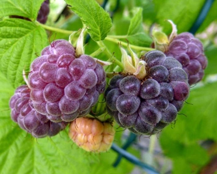 'Glencoe' Raspberry - Rubus from Hand Cart Garden Center