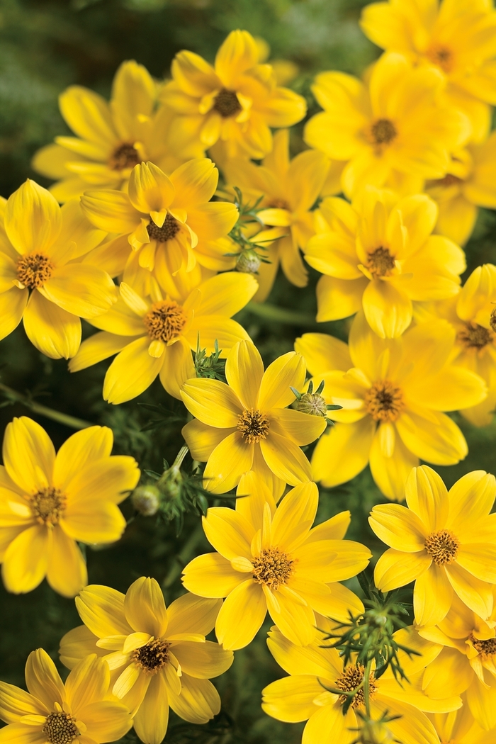 'Goldilocks Rocks®' - Bidens ferulifolia from Hand Cart Garden Center