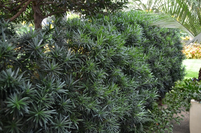 'Maki' Podocarpus - Podocarpus macrophyllus from Hand Cart Garden Center