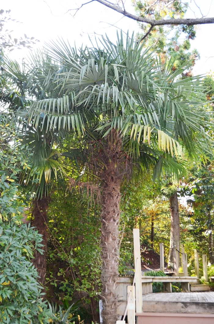 Windmill Palm - Trachycarpus fortunei from Hand Cart Garden Center